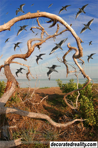 Florida Bay Kayak Everglades kayakfari flex maslan photography art digital extreme birdwatching surreal decoratedreality